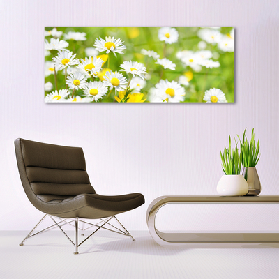 Skleneny obraz Sedmokráska kvet rastlina