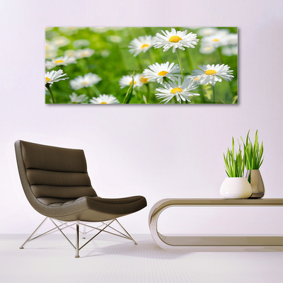 Skleneny obraz Sedmokráska kvet rastlina