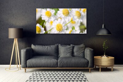 Skleneny obraz Kvety sedmokráska príroda