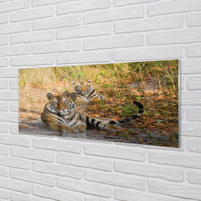 Nástenný panel  Tigers