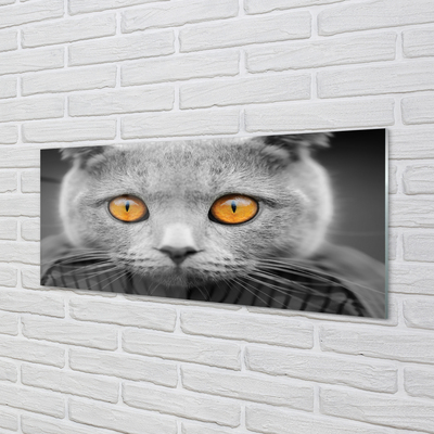 Nástenný panel  Sivá Britská mačka