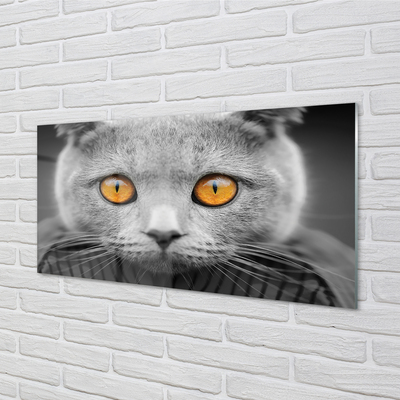 Nástenný panel  Sivá Britská mačka