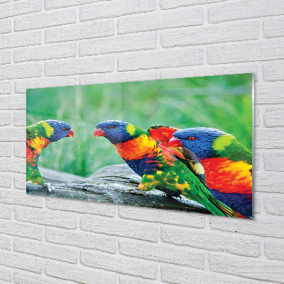 Nástenný panel  Farebný papagáj stromu