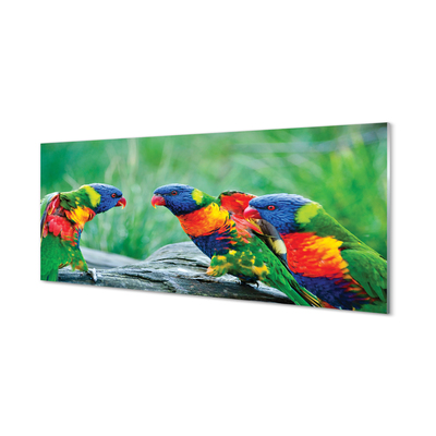 Nástenný panel  Farebný papagáj stromu