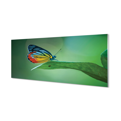 Nástenný panel  Farebný motýľ krídlo