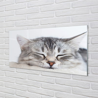 Nástenný panel  ospalá mačka