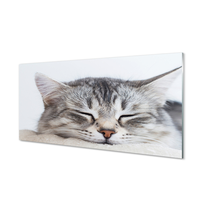 Nástenný panel  ospalá mačka