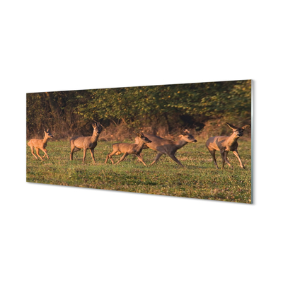 Nástenný panel  Deer Golf svitania