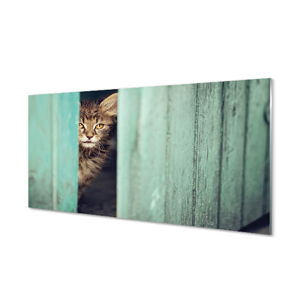 Nástenný panel  Zaglądający cat
