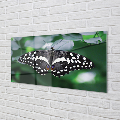 Nástenný panel  Farebný motýľ lístia