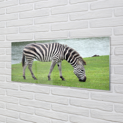 Nástenný panel  zebra