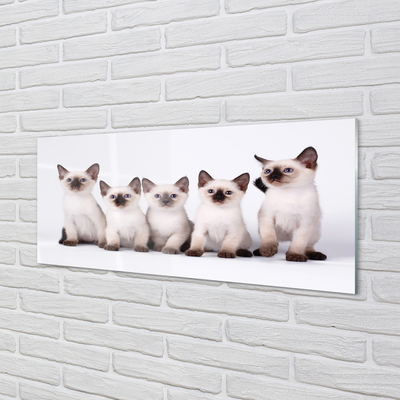 Nástenný panel  malé mačky