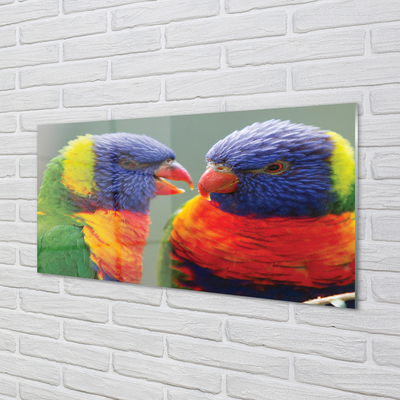 Nástenný panel  farebný papagáj