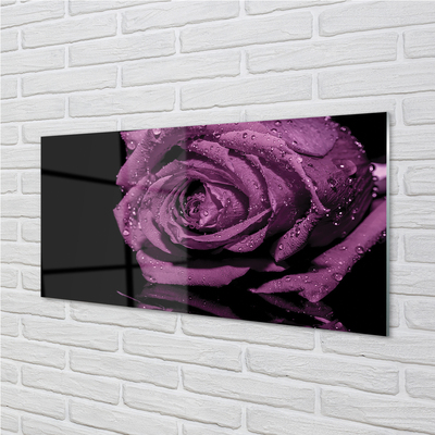 Nástenný panel  purpurová ruža