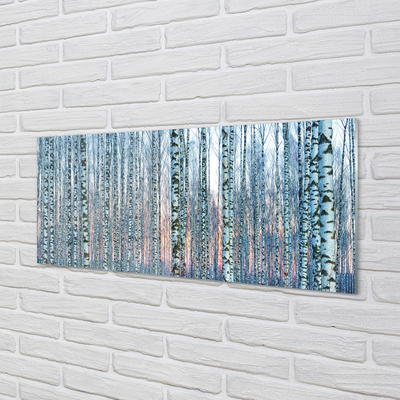 Nástenný panel  Brezového lesa pri západe slnka