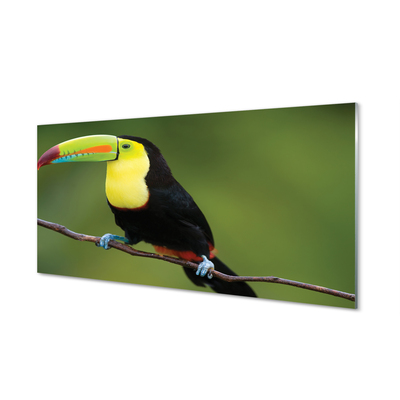 Nástenný panel  Farebné papagáj na vetve
