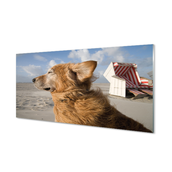 Nástenný panel  Hnedý pes beach