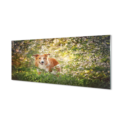 Nástenný panel  Psie lesné kvety