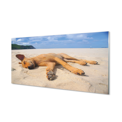 Nástenný panel  Ležiaci pes pláž