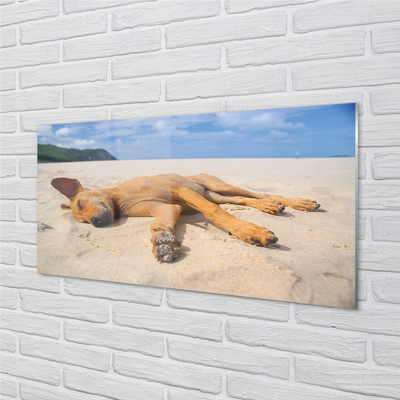 Nástenný panel  Ležiaci pes pláž