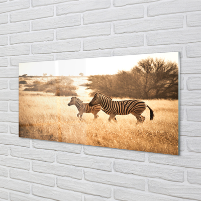 Nástenný panel  Zebra poľa sunset
