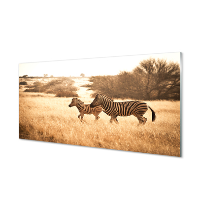 Nástenný panel  Zebra poľa sunset