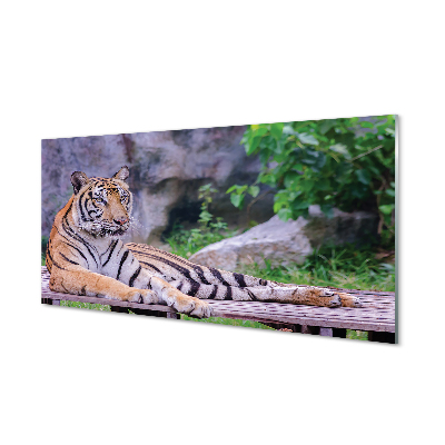 Nástenný panel  Tiger v zoo