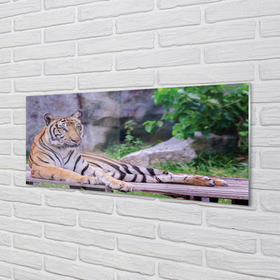 Nástenný panel  Tiger v zoo