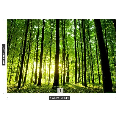 Fototapeta Zelený les