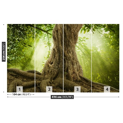 Fototapeta Veľké korene stromov