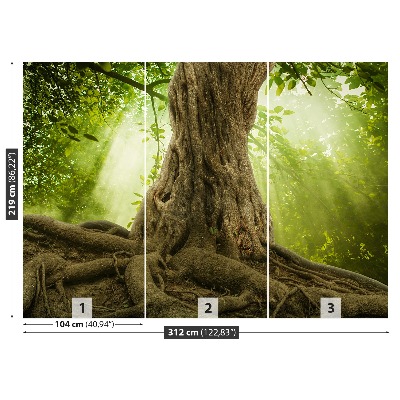 Fototapeta Veľké korene stromov
