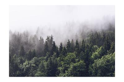 Fototapeta Horský les