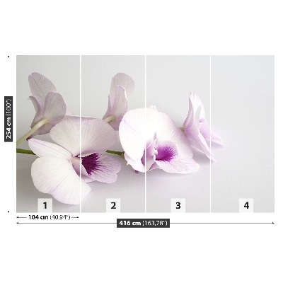 Fototapeta Biele orchidey