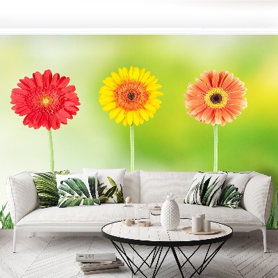 Fototapeta Gerbera