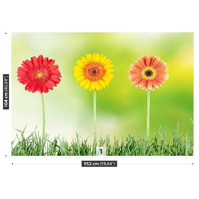 Fototapeta Gerbera