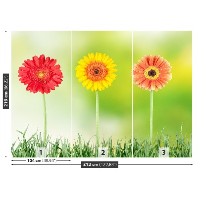 Fototapeta Gerbera