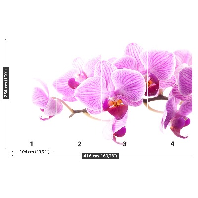 Fototapeta Ružová orchidea