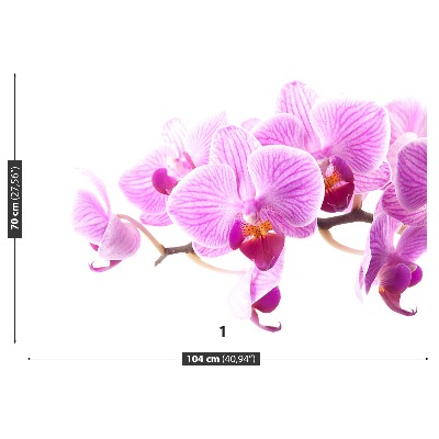 Fototapeta Ružová orchidea