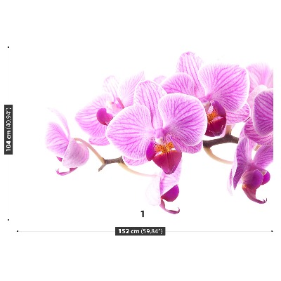 Fototapeta Ružová orchidea