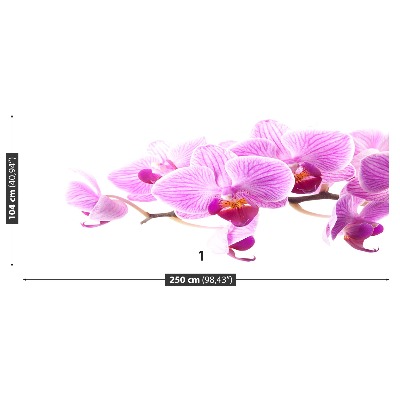 Fototapeta Ružová orchidea