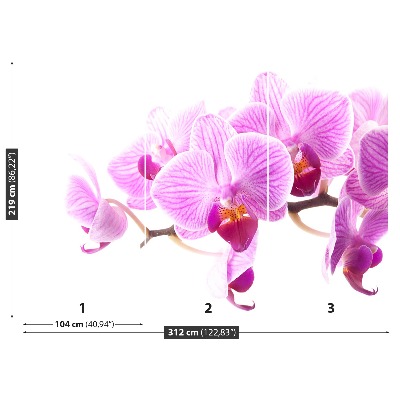 Fototapeta Ružová orchidea