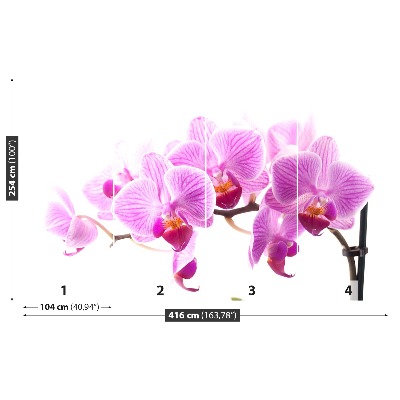 Fototapeta Ružová orchidea