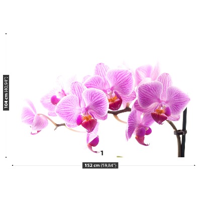 Fototapeta Ružová orchidea