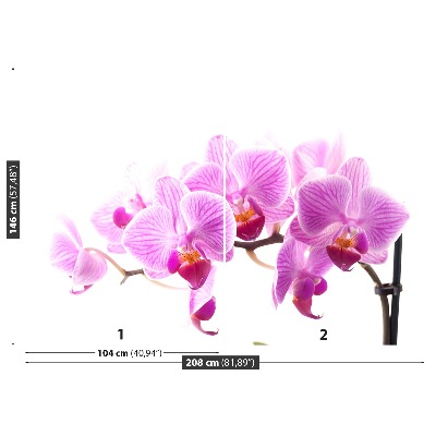 Fototapeta Ružová orchidea