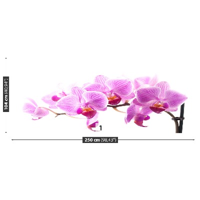 Fototapeta Ružová orchidea