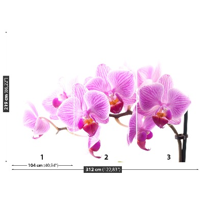 Fototapeta Ružová orchidea