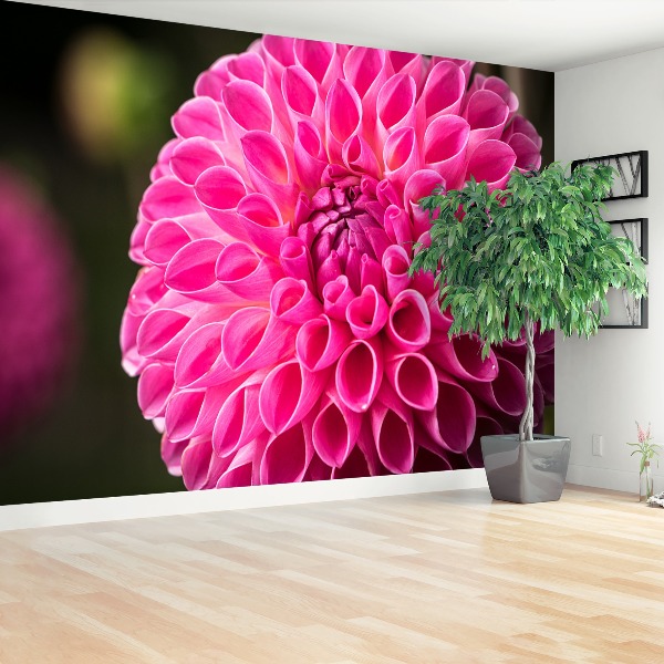 Fototapeta Dahlia pink