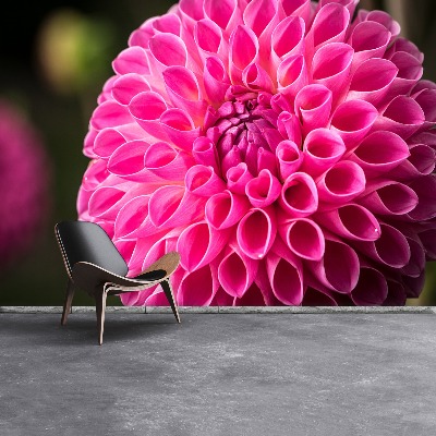 Fototapeta Dahlia pink