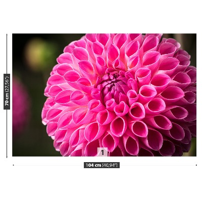 Fototapeta Dahlia pink