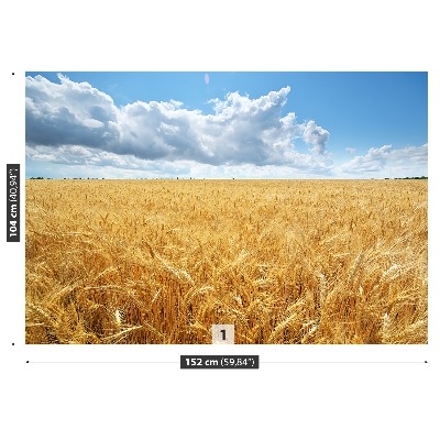 Fototapeta Pšeničné polia